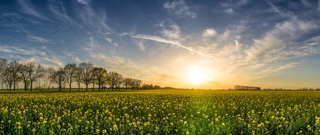 Los ovados 200 se – rozwiązanie dla zdrowych plantacji