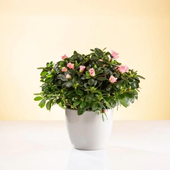 Poczta kwiatowa w poznaniu – jak sprawić radość na odległość